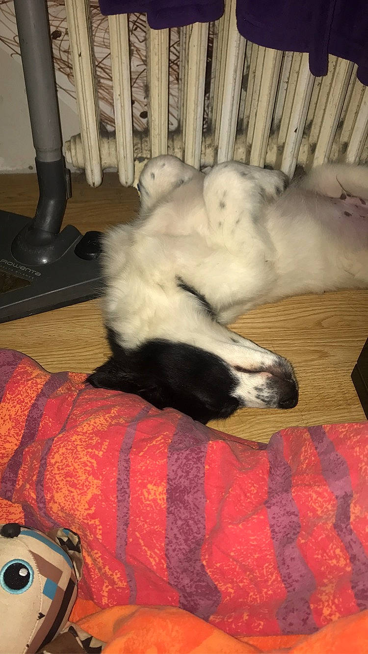 Fox participe au concours pour gagner de l'argent avec cette photo : canidae, carnivore, cat, dog_breed, felidae, kitten, small_to_medium_sized_cats, sporting_group, tail