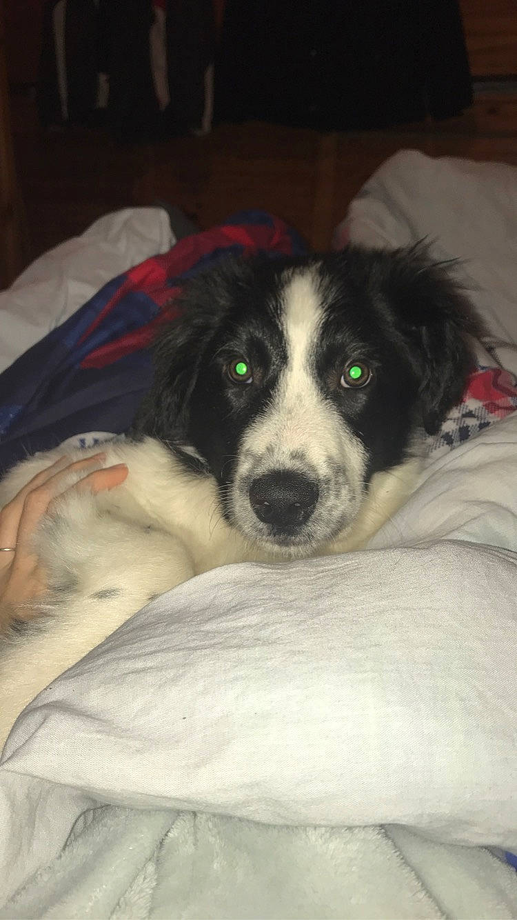 Fox participe au concours pour gagner de l'argent avec cette photo : bernese_mountain_dog, borador, border_collie, canidae, carnivore, companion_dog, dog, dog_breed, herding_dog, mammal, mucuchies, nose, rare_breed_dog, snout, sporting_group, stabyhoun, vertebrate, welsh_sheepdog, working_dog