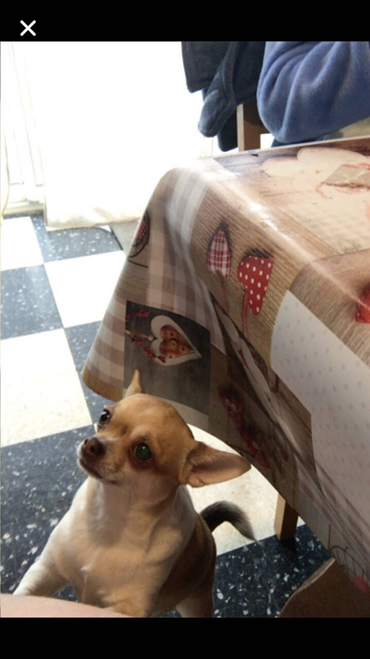 Espoir participe au concours pour gagner de l'argent avec cette photo : canidae, carnivore, chihuahua, companion_dog, dog, dog_breed, fawn, mammal, puppy, snout, sporting_group