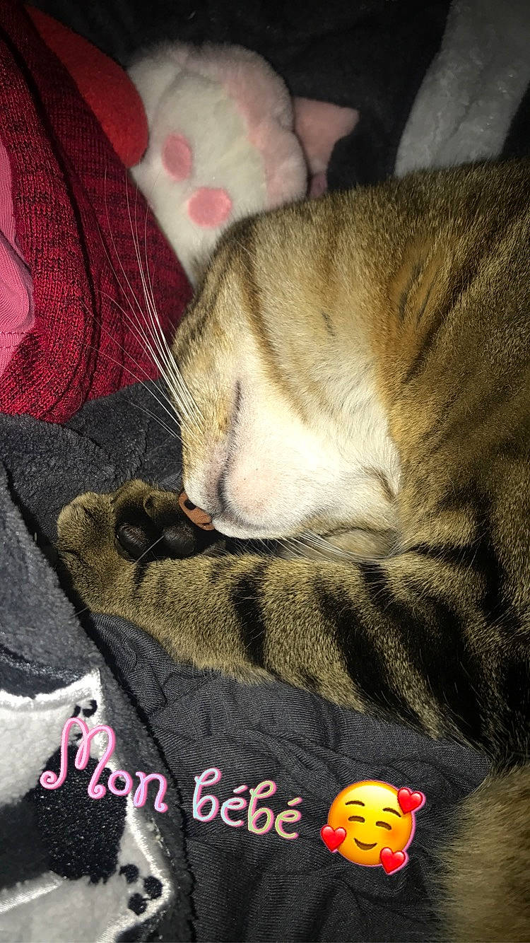 Noky participe au concours pour gagner de l'argent avec cette photo : asian, carnivore, cat, domestic_short_haired_cat, european_shorthair, fawn, felidae, fur, kitten, nap, paw, photo_caption, small_to_medium_sized_cats, snout, tabby_cat, tail, whiskers