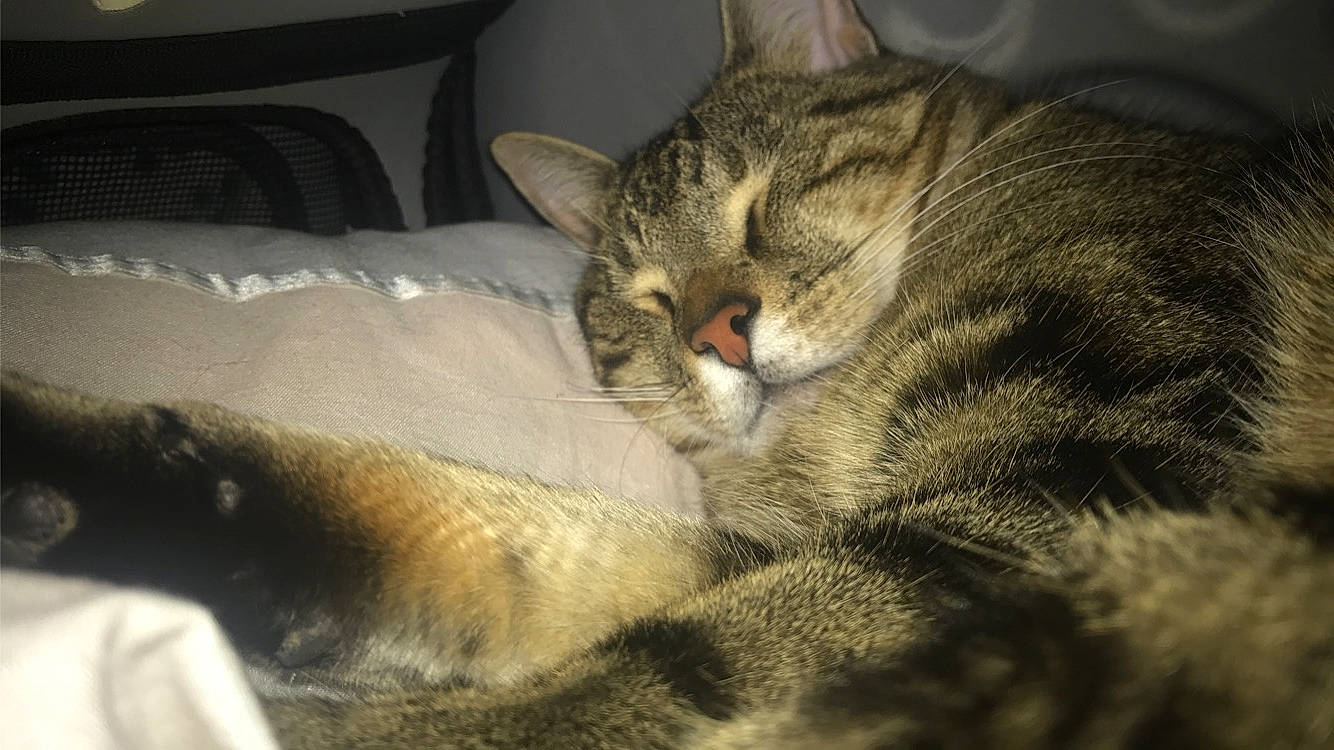 Noky a rejoint le concours — aidez-le/la à gagner de superbes lots ! aegean_cat, american_shorthair, american_wirehair, asian, california_spangled, carnivore, cat, domestic_short_haired_cat, dragon_li, european_shorthair, felidae, fur, kitten, mammal, nap, sleep, small_to_medium_sized_cats, snout, tabby_cat, whiskers