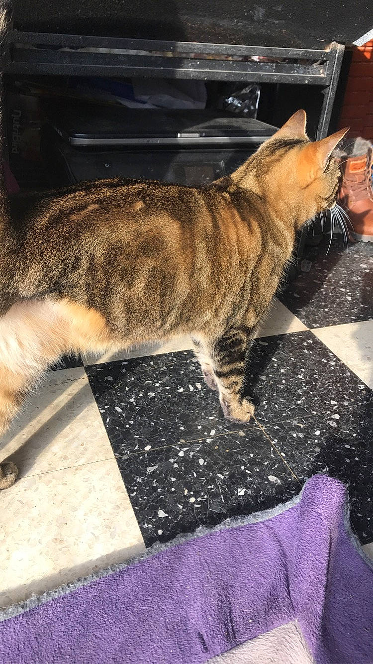 Noky a rejoint le concours — aidez-le/la à gagner de superbes lots ! carnivore, cat, domestic_short_haired_cat, dragon_li, egyptian_mau, european_shorthair, fawn, felidae, fur, kitten, mammal, small_to_medium_sized_cats, tabby_cat, tail, whiskers