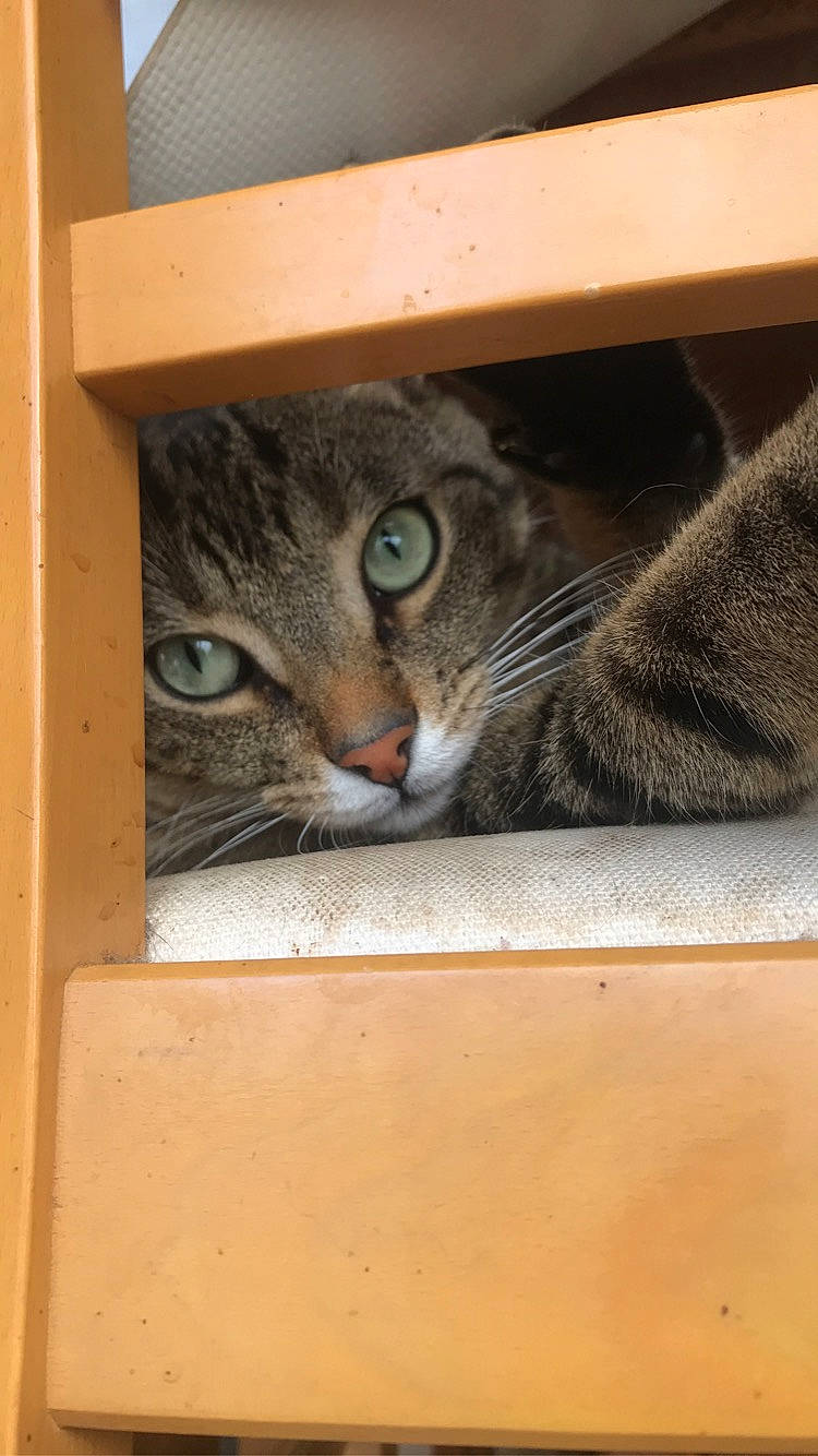 Noky a rejoint le concours — aidez-le/la à gagner de superbes lots ! aegean_cat, asian, box, carnivore, cat, domestic_short_haired_cat, dragon_li, european_shorthair, felidae, kitten, small_to_medium_sized_cats, snout, tabby_cat, whiskers, window