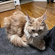Ambre participe au concours pour gagner de l'argent avec cette photo : animal, blanket, cat, close_up, cozy, cute, domestic, ears, fluffy, fur, furniture, household, indoor, light_brown, mammal, pet, relaxed, resting, whiskers, wooden_floor