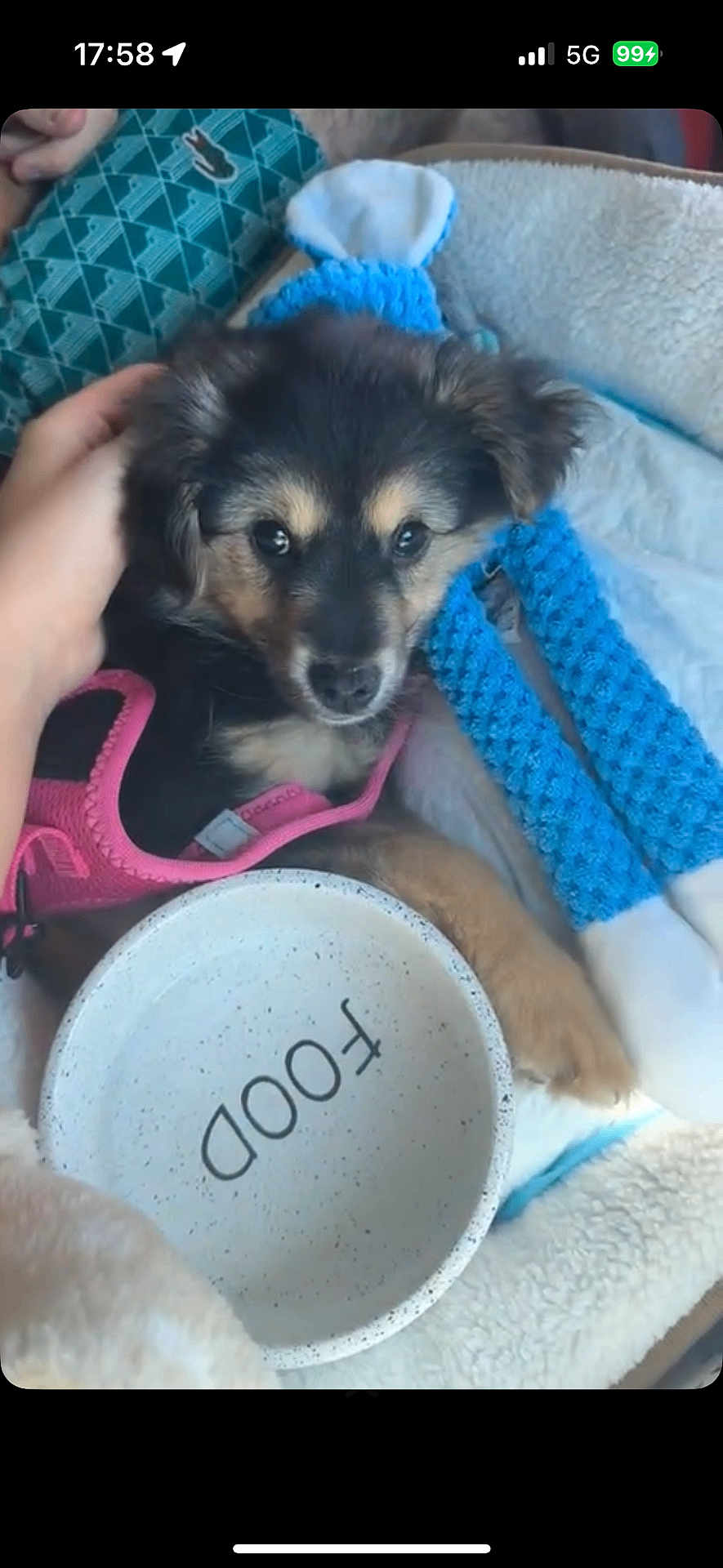 Talia a rejoint le concours — aidez-le/la à gagner de superbes lots ! animal, bed, black, blue_toy, bowl, brown, comfort, cozy, cute, dog, fluffy, food, hand, harness, indoor, pet, puppy, resting, small, soft