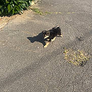 Talia a rejoint le concours — aidez-le/la à gagner de superbes lots ! adorable, animal, bush, cute, daytime, dog, fence, leafy, nature, outdoor, pavement, pet, playful, puppy, shadow, sidewalk, small_animal, sunlight, walking, young_dog