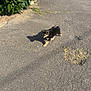 adorable, animal, bush, cute, daytime, dog, fence, leafy, nature, outdoor, pavement, pet, playful, puppy, shadow, sidewalk, small_animal, sunlight, walking, young_dog