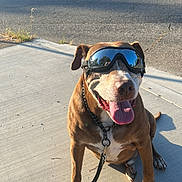 Snickers is registered to the contest to win money with this photo: dog, goggles, leash, sidewalk, sunlight, tongue_out, happy, brown_dog, outdoor, pet, canine, reflection, pavement, shadow, residential_area, tree, house, road, leash_clip, close_up
