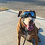 dog, goggles, leash, sidewalk, sunlight, tongue_out, happy, brown_dog, outdoor, pet, canine, reflection, pavement, shadow, residential_area, tree, house, road, leash_clip, close_up