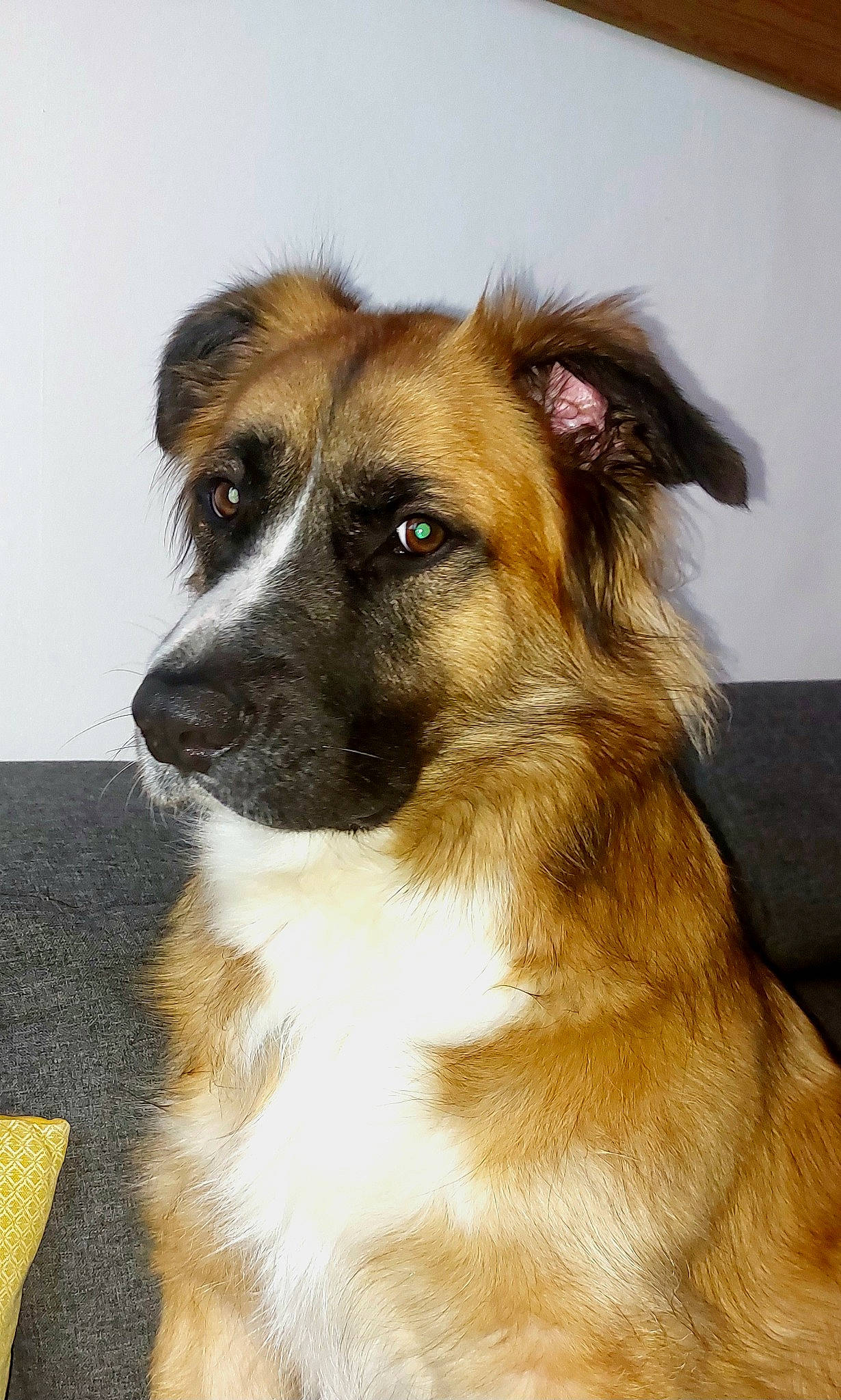 Jackson participe au concours pour gagner de l'argent avec cette photo : ancient_dog_breeds, canidae, carnivore, companion_dog, dog, dog_breed, eye, fawn, fur, sporting_group, terrestrial_animal, whiskers, working_animal, working_dog