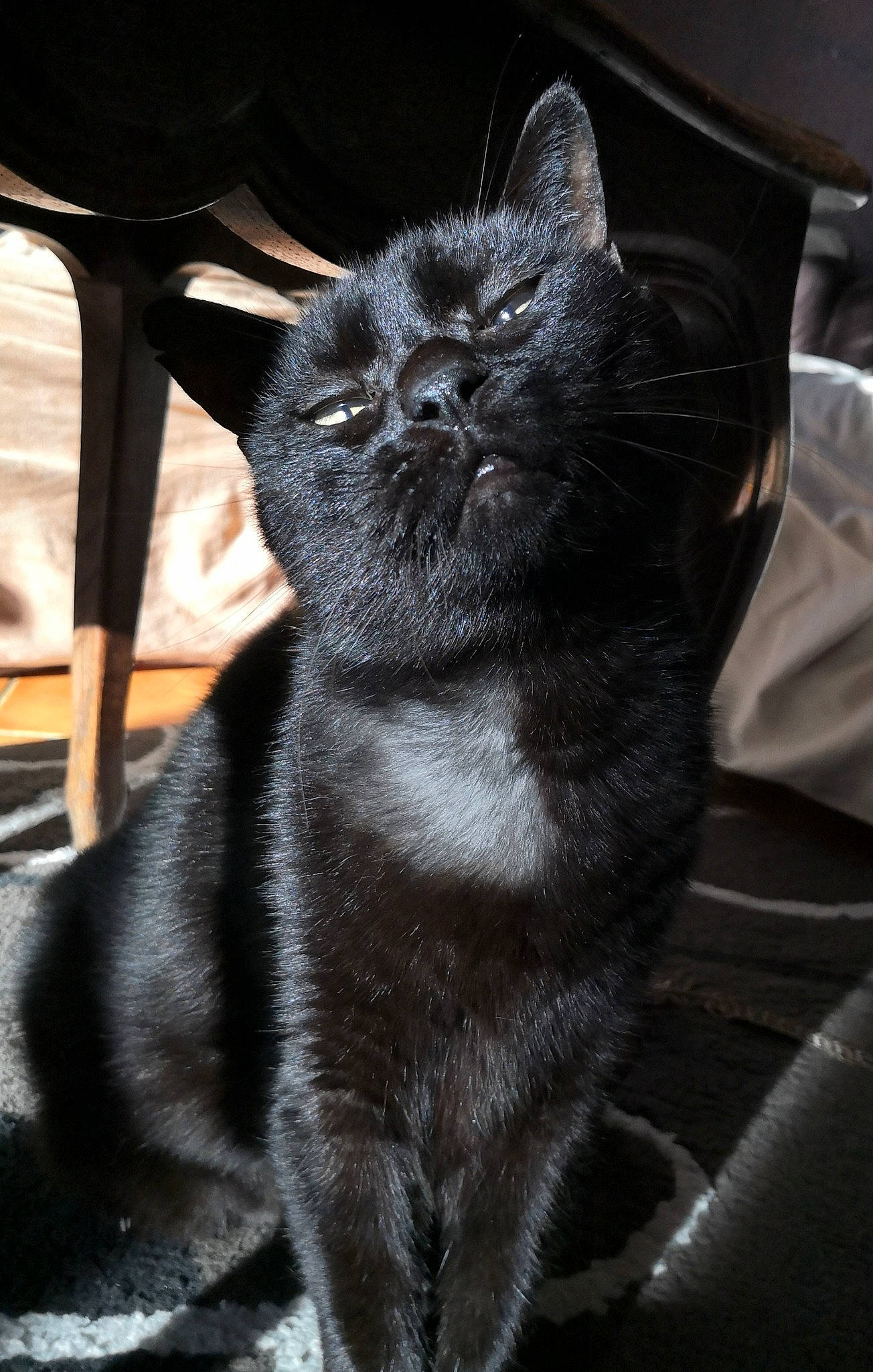 Edgar participe au concours pour gagner de l'argent avec cette photo : black, black_cat, carnivore, cat, comfort, felidae, fur, small_to_medium_sized_cats, snout, terrestrial_animal, whiskers, working_animal