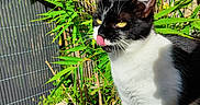 Yumi a rejoint le concours — aidez-le/la à gagner de superbes lots ! alert, animal, black_and_white, cat, close_up, curious, cute, daylight, fur, garden, greenery, nature, outdoor, pet, plants, shadow, sunlight, tongue_out, whiskers, yellow_eyes