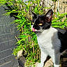 Yumi a rejoint le concours — aidez-le/la à gagner de superbes lots ! cat, black_and_white, tongue_out, outdoor, greenery, plants, sunlight, yellow_eyes, fur, whiskers, nature, garden, pet, animal, alert, close_up, daylight, shadow, curious, cute