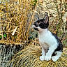 kitten, cat, black_and_white, outdoor, grass, dry_plants, nature, animal, curious, mammal, young, feline, pet, whiskers, ears, paws, stone_wall, daylight, closeup, wildlife
