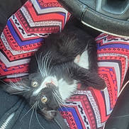Bella joined the competition — help win amazing prizes! kitten, cat, black_and_white, whiskers, lap, person, clothing, patterned_pants, steering_wheel, car_interior, seated, curious, pet, cute, feline, indoor, closeup, fur, paw, relaxed