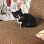 Bella is registered to the contest to win money with this photo: kitten, cat, black_and_white, couch, furniture, indoor, wall_decor, floral_pattern, pet, cute, small, animal, texture, cozy, home, relaxed, looking, sitting, young, domestic