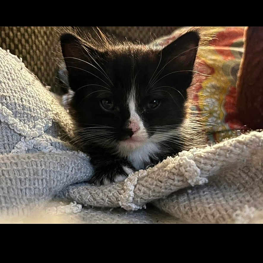 Bella joined the competition — help win amazing prizes! animal, black_and_white, blanket, cat, closeup, comfortable, cozy, cute, domestic_cat, fur, indoors, kitten, pet, portrait, resting, small, soft_light, texture, whiskers, young