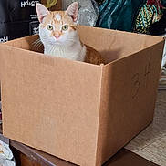 Mikey joined the competition — help win amazing prizes! cat, cardboard_box, orange_and_white_cat, indoor, pet, curious, sitting, household_items, number_34, floor, feline, whiskers, ears, green_eyes, box, domestic_animal, looking, mammal, cute, animal
