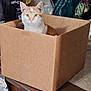 cat, cardboard_box, orange_and_white_cat, indoor, pet, curious, sitting, household_items, number_34, floor, feline, whiskers, ears, green_eyes, box, domestic_animal, looking, mammal, cute, animal