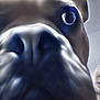 Keeway joined the competition — help win amazing prizes! dog, close_up, nose, eye, pet, animal, blurred, portrait, canine, face, fur, whiskers, snout, ears, domestic_animal, muzzle, looking, soft_focus, indoor, companion