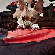 Keeway is registered to the contest to win money with this photo: dog, french_bulldog, puppy, bed, blanket, ears, eyes, cozy, indoor, resting, cute, animal, pet, lying_down, muzzle, paws, fur, nose, looking, expression