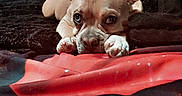 Keeway is registered to the contest to win money with this photo: animal, bed, blanket, cozy, cute, dog, ears, expression, eyes, french_bulldog, fur, indoor, looking, lying_down, muzzle, nose, paws, pet, puppy, resting