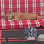 dog, sleeping, couch, plaid, red, white, blue_collar, table, elephant_figurine, indoor, resting, pet, animal, furniture, decor, cozy, relaxed, brown_dog, small_dog, quiet