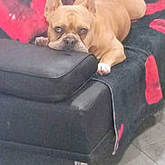 Keeway is registered to the contest to win money with this photo: animal, bulldog, chair, dog, ears, eyes, face, french_bulldog, furniture, indoor, lying_down, paws, pet, relaxed, short_hair, sitting, staring, tan, tile_floor, white_markings