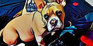 Keeway joined the competition — help win amazing prizes! dog, french_bulldog, puppy, bed, pillow, blanket, indoor, pet, animal, ears, looking, cute, fur, snout, nose, eyes, resting, colorful, cozy, house