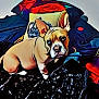 dog, french_bulldog, puppy, bed, pillow, blanket, indoor, pet, animal, ears, looking, cute, fur, snout, nose, eyes, resting, colorful, cozy, house