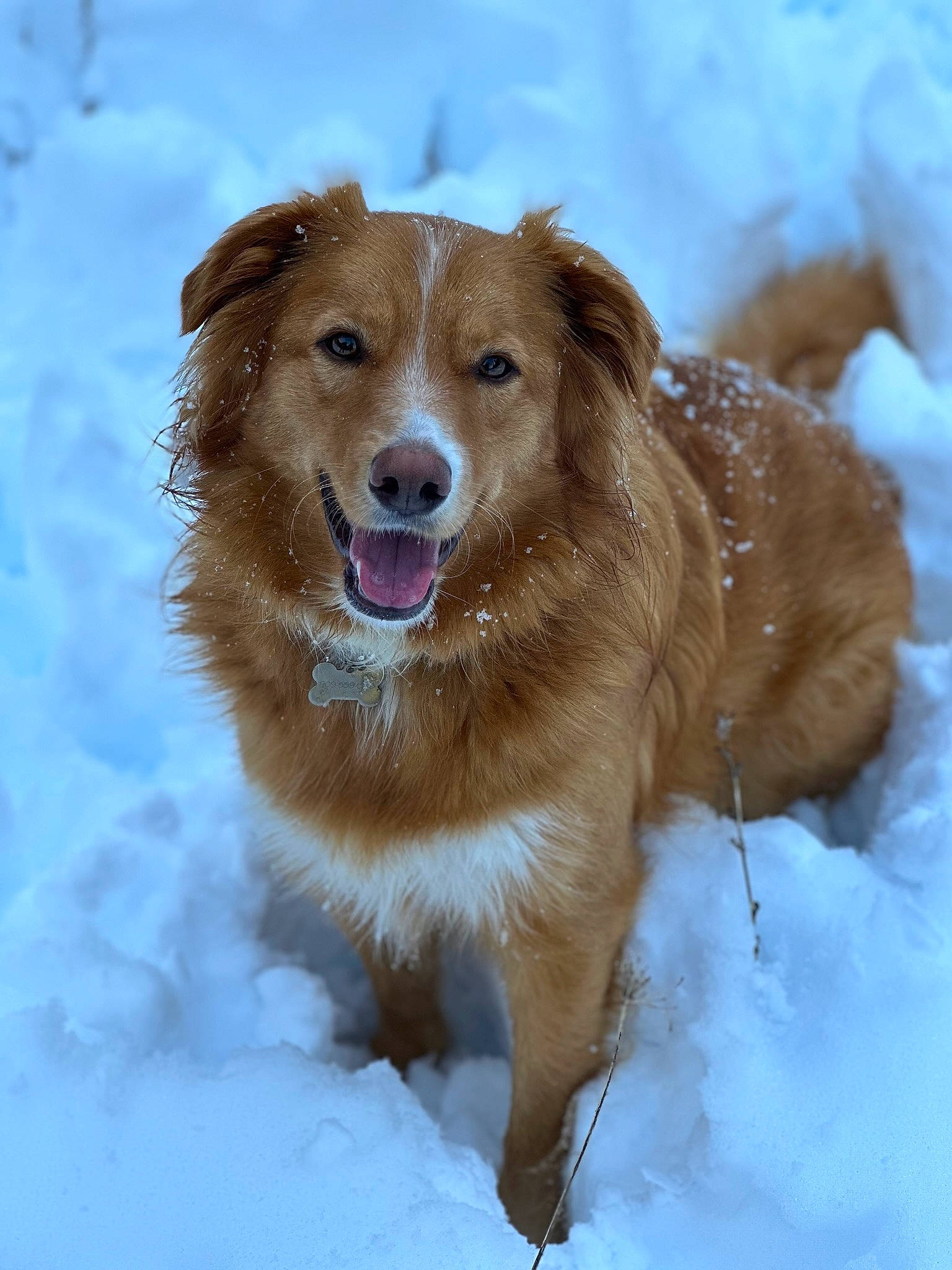 Trinity joined the competition — help win amazing prizes! ancient_dog_breeds, canidae, carnivore, companion_dog, dog, dog_breed, fawn, freezing, fur, herding_dog, liver, paw, playing_in_the_snow, snout, snow, sporting_group, terrestrial_animal, whiskers, winter, working_dog