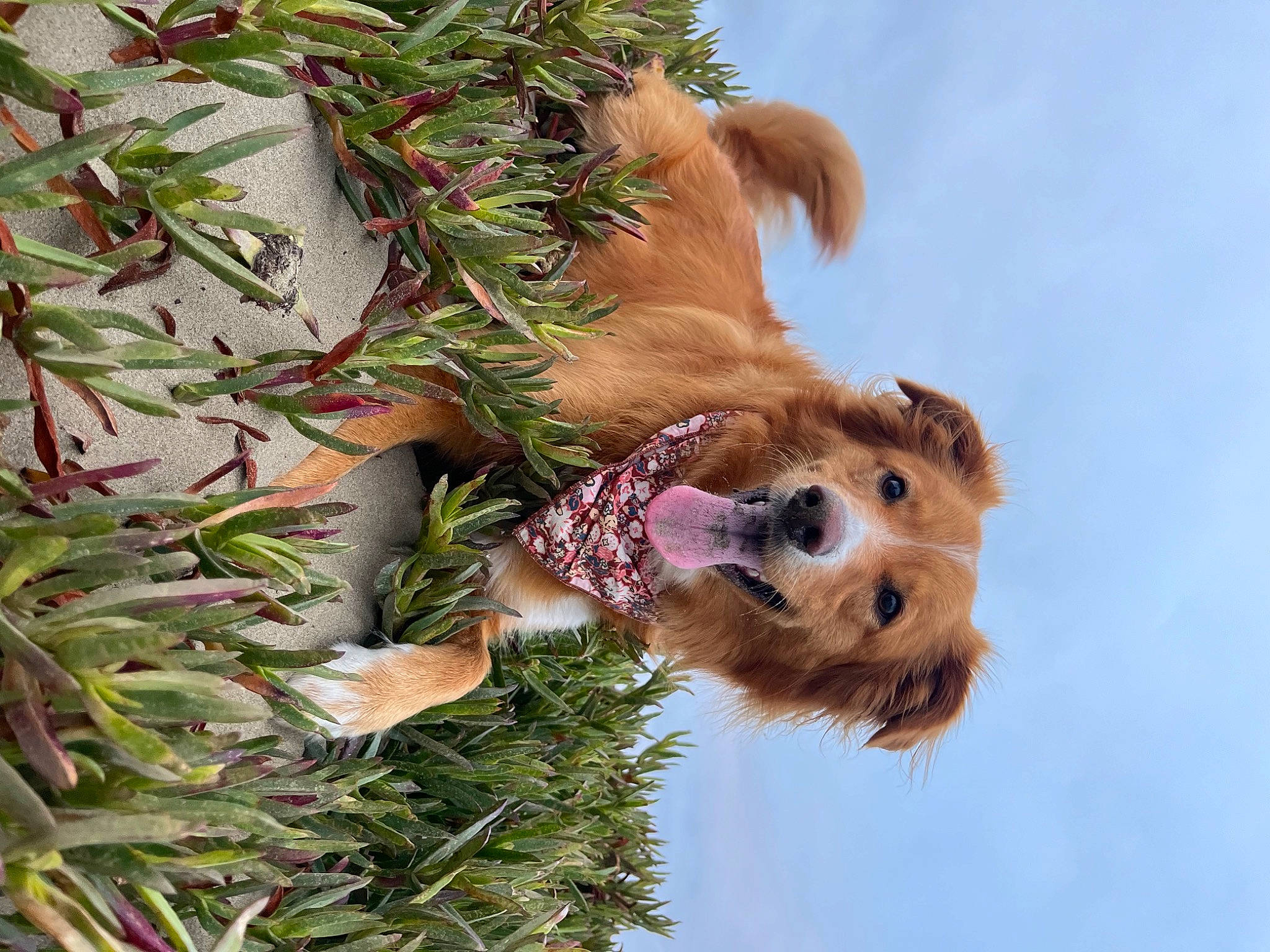 Trinity is registered to the contest to win money with this photo: branch, canidae, carnivore, cloud, conifer, dog, dog_breed, evergreen, fawn, fur, grass, pine, plant, sky, sporting_group, terrestrial_animal, terrestrial_plant, tree, twig, wildlife