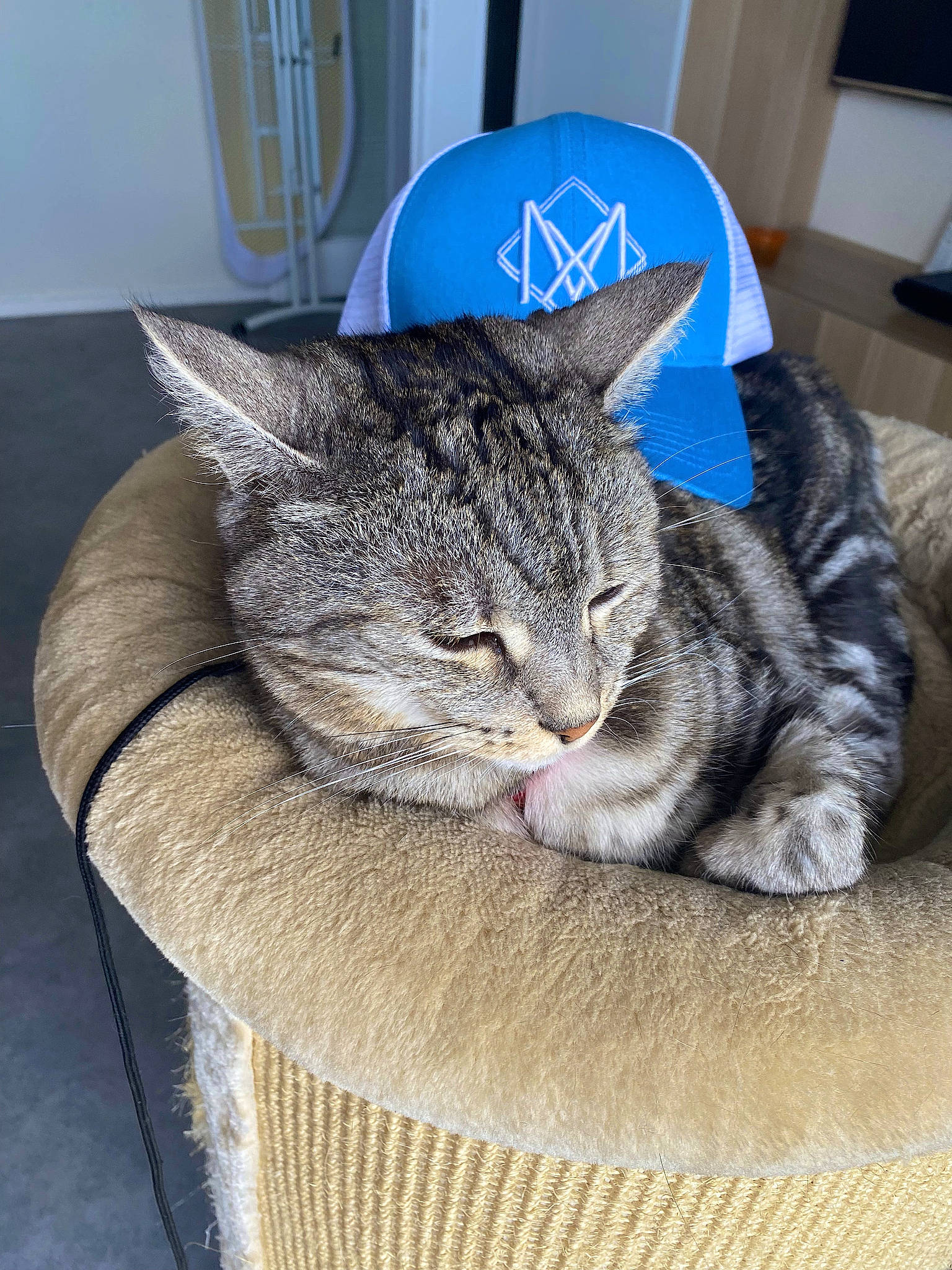 Omega a rejoint le concours — aidez-le/la à gagner de superbes lots ! blue, carnivore, cat, cat_bed, cat_supply, claw, comfort, domestic_short_haired_cat, felidae, fur, grey, paw, sitting, small_to_medium_sized_cats, snout, tail, thread, whiskers, window, wood