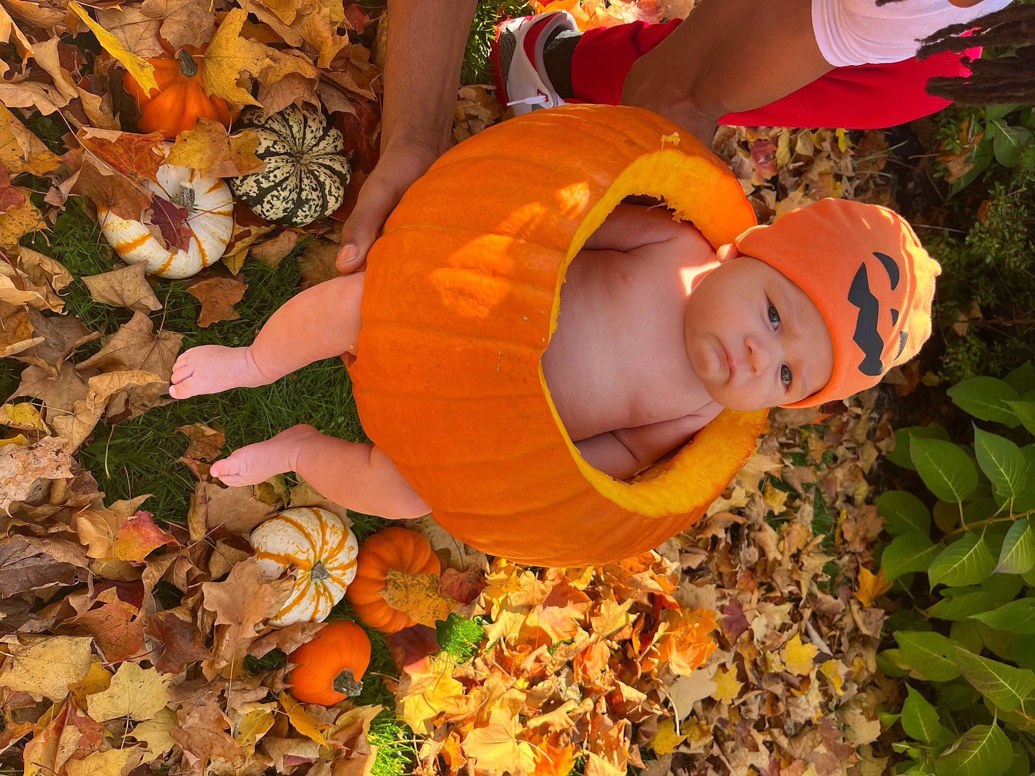 Jamir joined the competition — help win amazing prizes! autumn, baby, baby_toddler_clothing, botany, calabaza, deciduous, gourd, grass, happy, headwear, leaf, leisure, orange, people_in_nature, person, plant, pumpkin, toddler, tree, vegetable