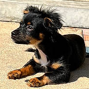 Scout is registered to the contest to win money with this photo: puppy, dog, black, tan, fur, sunlight, outdoor, concrete, pet, animal, young, ears, curious, side_view, closeup, paw, cute, small, lying_down, adorable