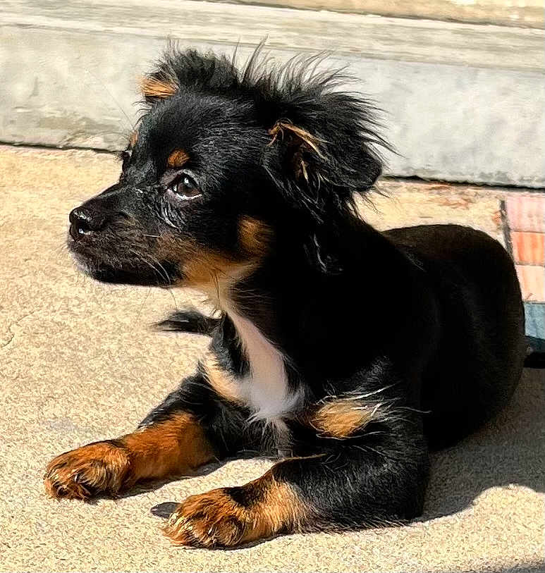 Scout