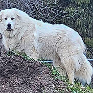 Kit joined the competition — help win amazing prizes! dog, white_dog, outdoor, dirt_mound, fence, chain_link_fence, tree_branches, grass, curious, animal, pet, fluffy, canine, nature, leafless_trees, standing, looking, fur, daylight, ground