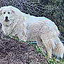 dog, white_dog, outdoor, dirt_mound, fence, chain_link_fence, tree_branches, grass, curious, animal, pet, fluffy, canine, nature, leafless_trees, standing, looking, fur, daylight, ground
