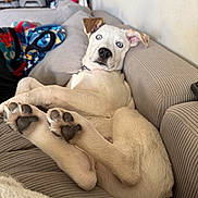 Rambo joined the competition — help win amazing prizes! blanket, blue_eyes, canine, couch, cozy, curious_expression, cute, dog, domestic_animal, fur, furniture, home, indoor, laying_down, living_room, paw, pet, puppy, relaxed, white_dog