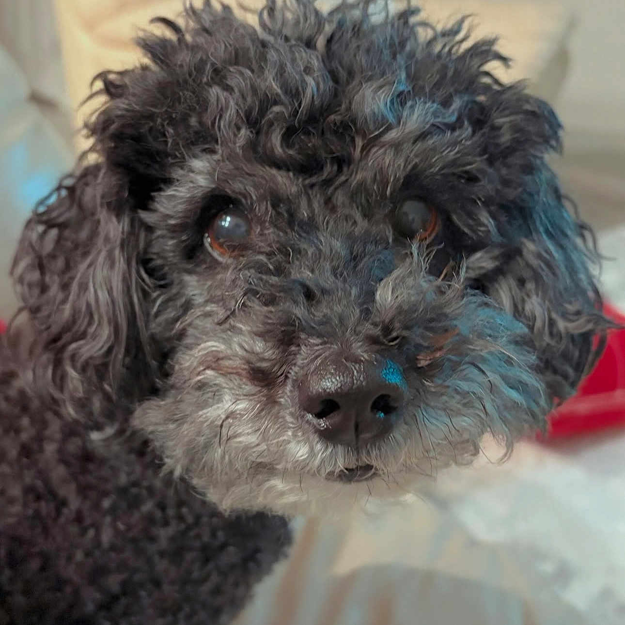 Cali is registered to the contest to win money with this photo: animal, background_blur, black_dog, canine, close_up, companion, curious, curly_hair, cute, dog, face, friendly, fur, indoors, looking, pet, portrait, snout, soft_light, whiskers