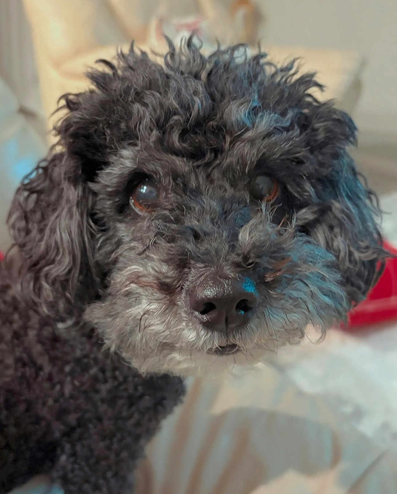 Cali is registered to the contest to win money with this photo: dog, curly_hair, black_dog, pet, close_up, portrait, indoors, animal, cute, fur, face, canine, companion, looking, whiskers, snout, soft_light, background_blur, curious, friendly