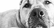 Homer joined the competition — help win amazing prizes! dog, close_up, black_and_white, pet, animal, face, nose, whiskers, fur, expression, resting, calm, portrait, domestic_animal, muzzle, canine, looking, relaxed, indoor, soft_light