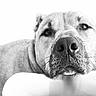 dog, close_up, black_and_white, pet, animal, face, nose, whiskers, fur, expression, resting, calm, portrait, domestic_animal, muzzle, canine, looking, relaxed, indoor, soft_light