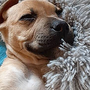 Homer joined the competition — help win amazing prizes! animal, bed, brown_fur, canine, comfort, cozy, cute, dog, fluffy, fur, indoors, napping, peaceful, pet, puppy, relaxed, resting, sleeping, snuggled, soft
