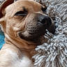 animal, bed, brown_fur, canine, comfort, cozy, cute, dog, fluffy, fur, indoors, napping, peaceful, pet, puppy, relaxed, resting, sleeping, snuggled, soft