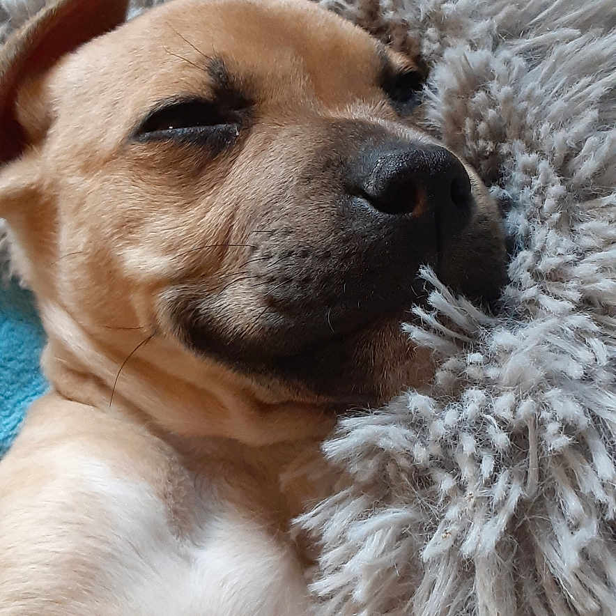 Homer