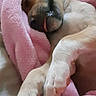 animal, bed, blanket, comfort, cozy, cute, dog, fur, indoors, paw, pet, pink, puppy, relaxing, resting, sleeping, snuggled, soft, tongue, warm