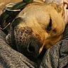 Homer is registered to the contest to win money with this photo: dog, sleeping, close_up, collar, fur, resting, cozy, peaceful, pet, animal, snout, whiskers, texture, brown, soft, indoors, relaxed, portrait, canine, face