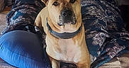 Homer joined the competition — help win amazing prizes! animal, bed, blanket, brown_dog, canine, collar, comfort, cozy, dog, domestic, fabric, front_legs, furniture, indoor, looking_at_camera, pet, pillow, relaxed, resting, textile
