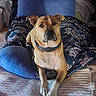 Homer joined the competition — help win amazing prizes! dog, bed, pillow, blanket, indoor, pet, canine, resting, cozy, furniture, animal, brown_dog, looking_at_camera, domestic, relaxed, collar, front_legs, fabric, textile, comfort